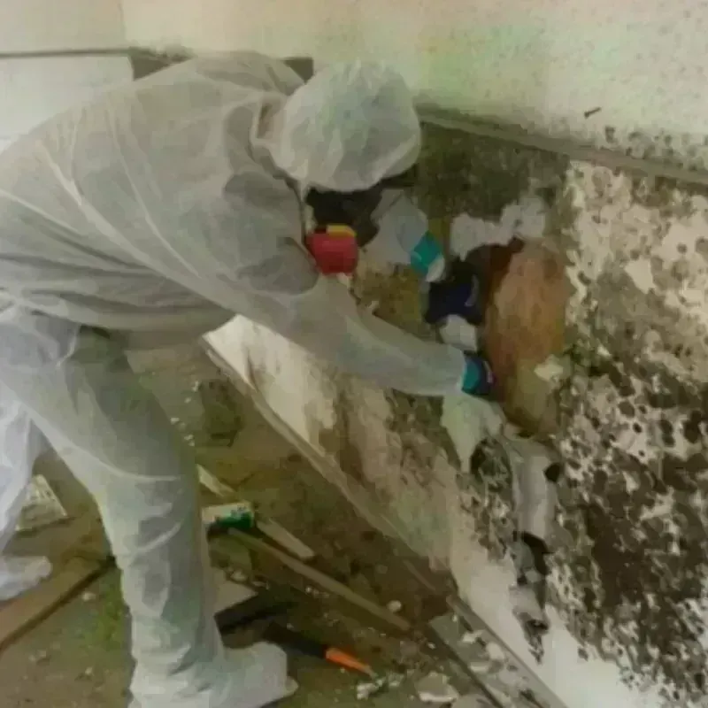 Mold Remediation and Removal in Hot Springs Village, AR